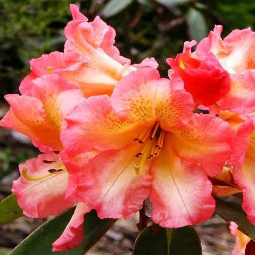Rhododendron Sun Fire - Grootbloemige rododendron
