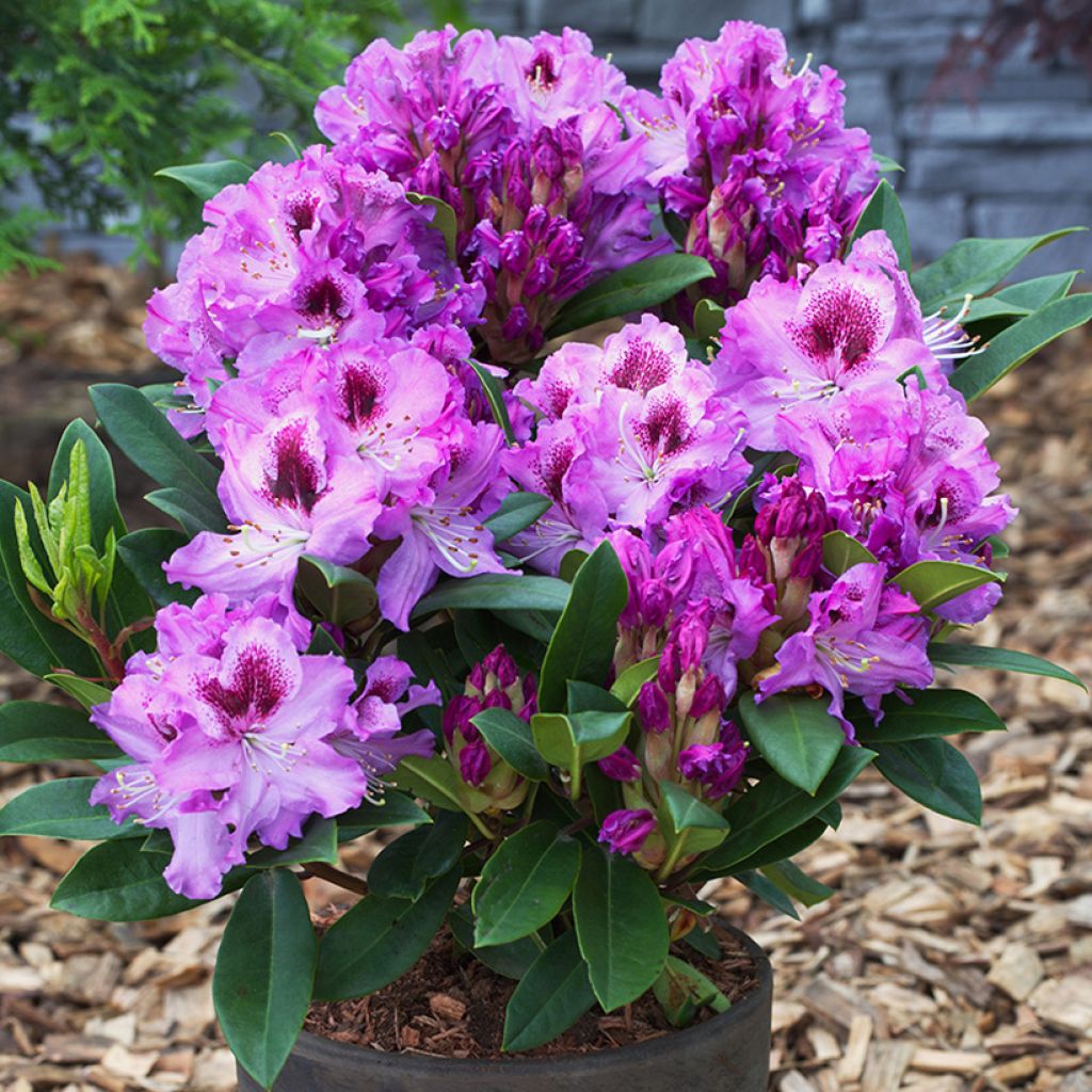 Rhododendron Easydendron INKARHO Pfauenauge - Grootbloemige rododendron