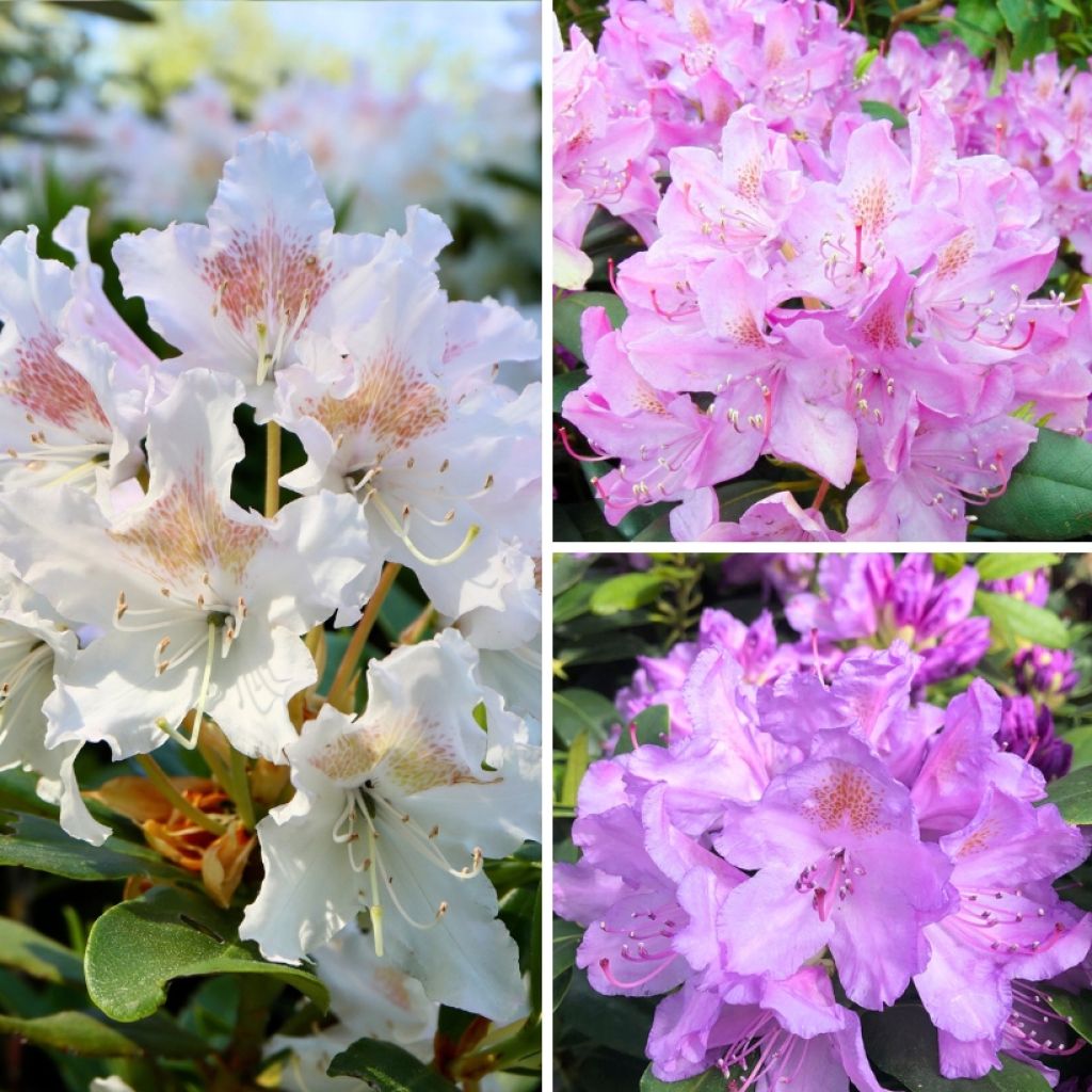 Rhododendron Three Sisters - Grootbloemige rododendron