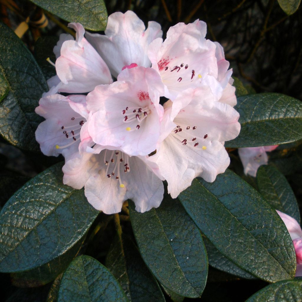 Rhododendron wiltonii - Grootbloemige rododendron