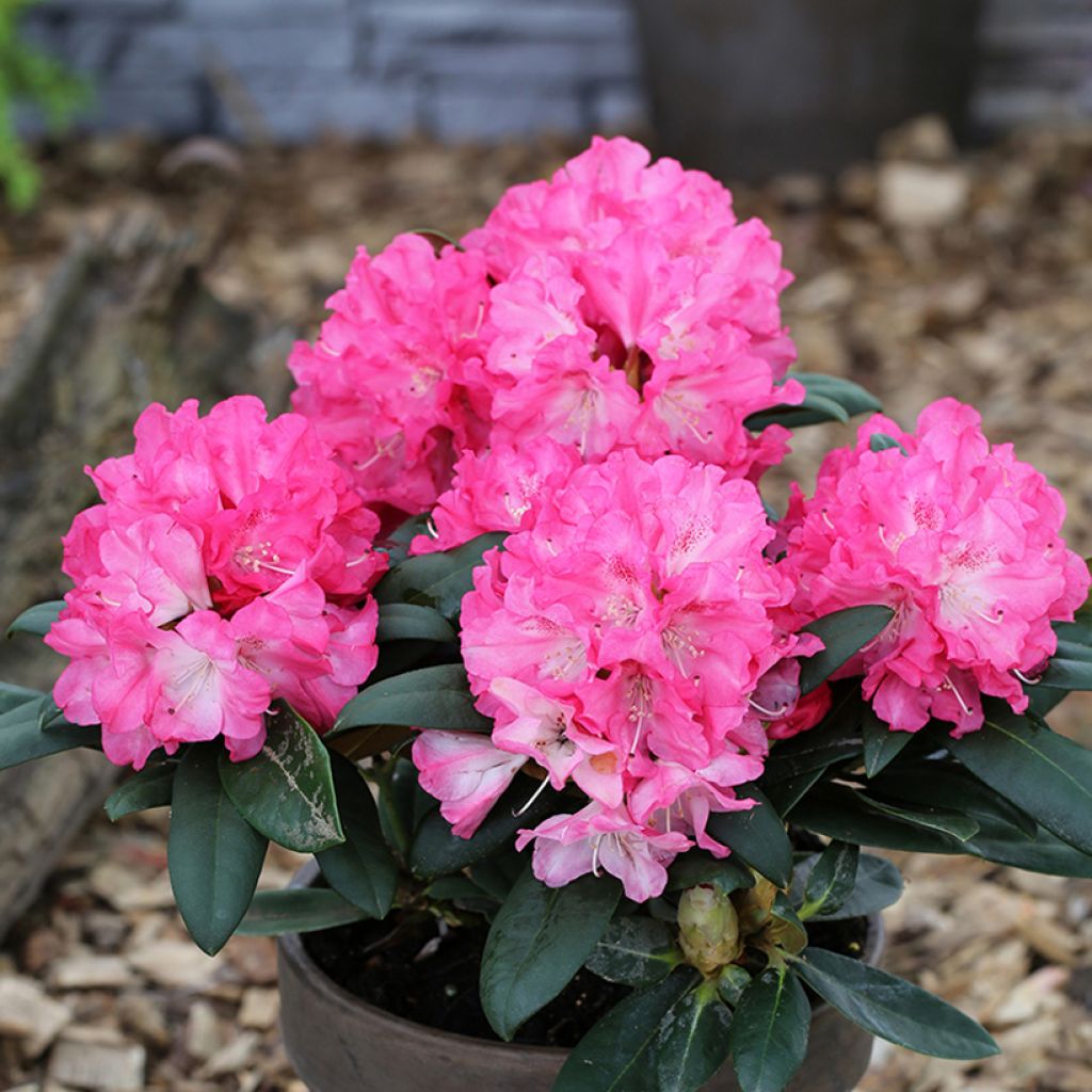Rhododendron Polaris - Dwergrododendron