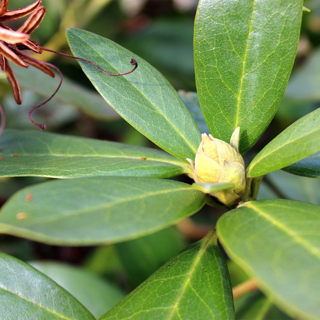 Rhododendron yakushimanum Sneezy