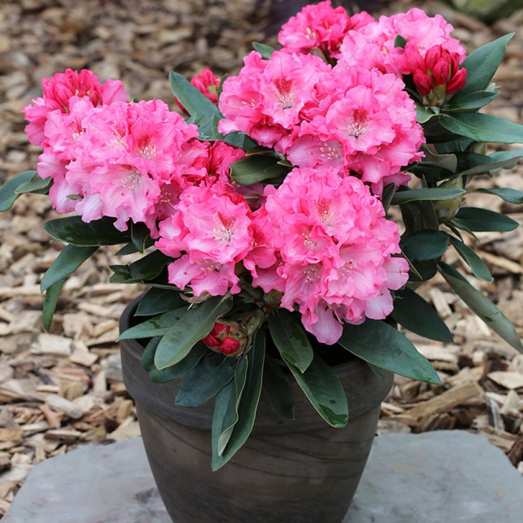 Rhododendron Tina Heinje - Dwergrododendron