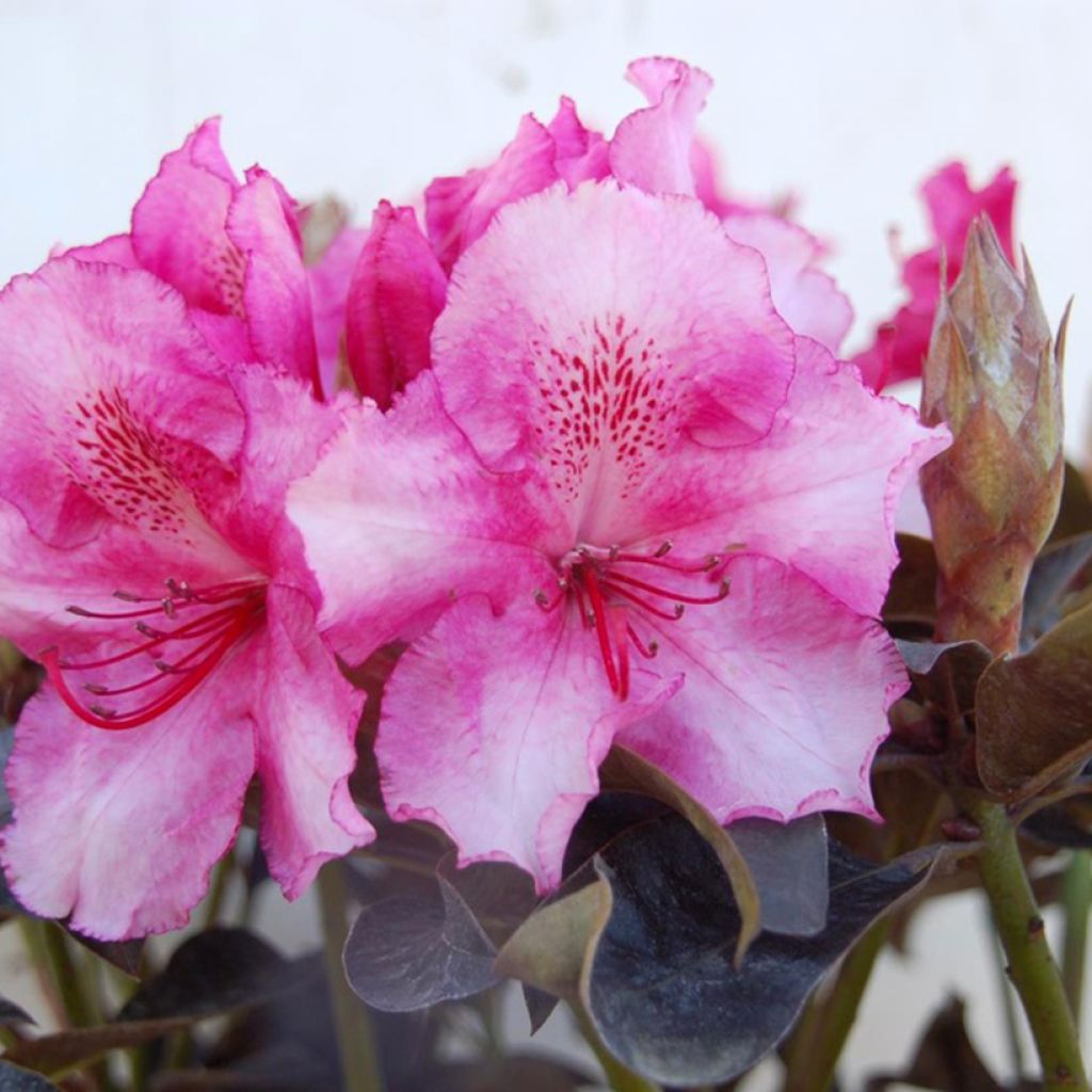 Rhododendron Choco & Pink- Grootbloemige rododendron