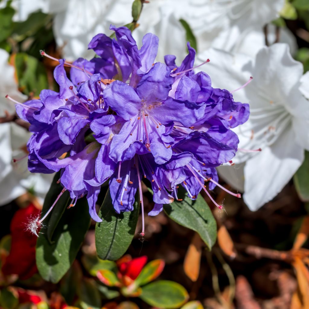 Rhododendron impeditum Select - Dwergrododendron