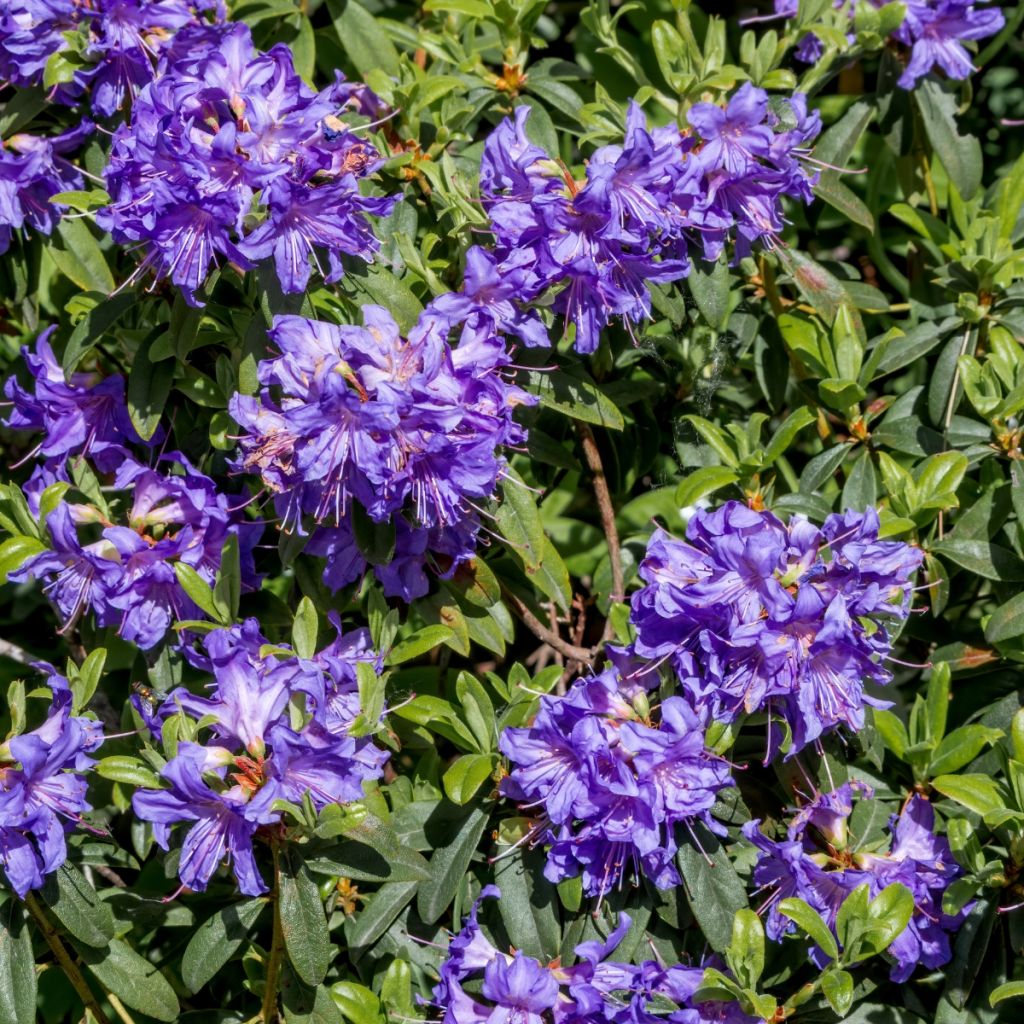 Rhododendron impeditum Select - Dwergrododendron