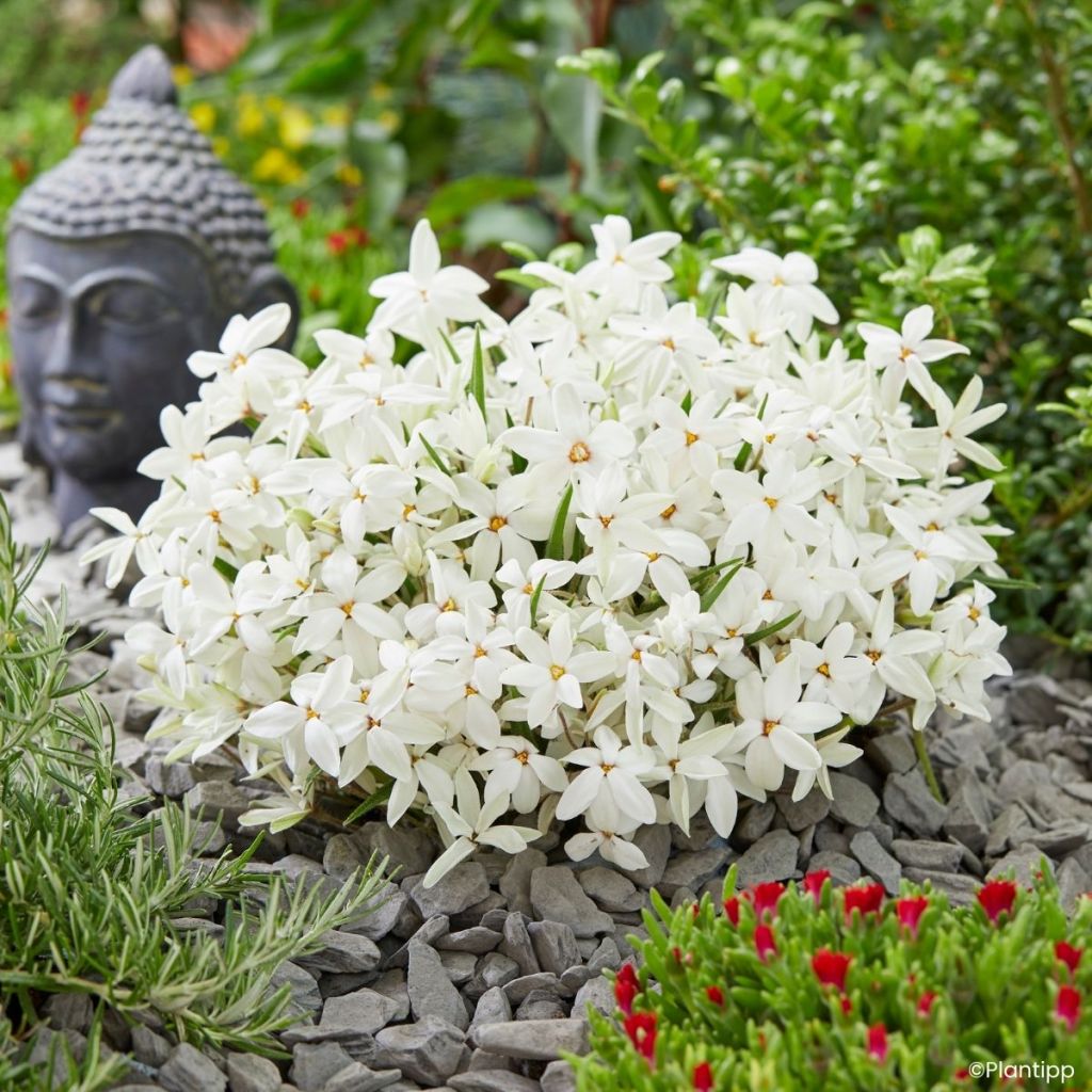 Rhodohypoxis Fairy Snow - Sterretjesgras