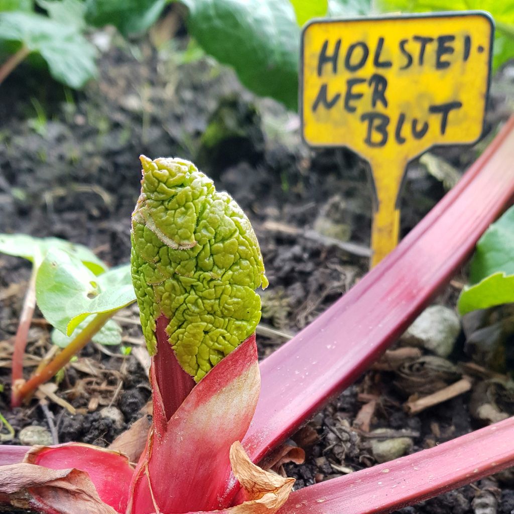 Rabarber Holsteiner Blut