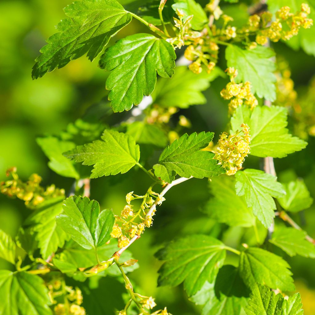 Ribes alpinum - Alpenbes
