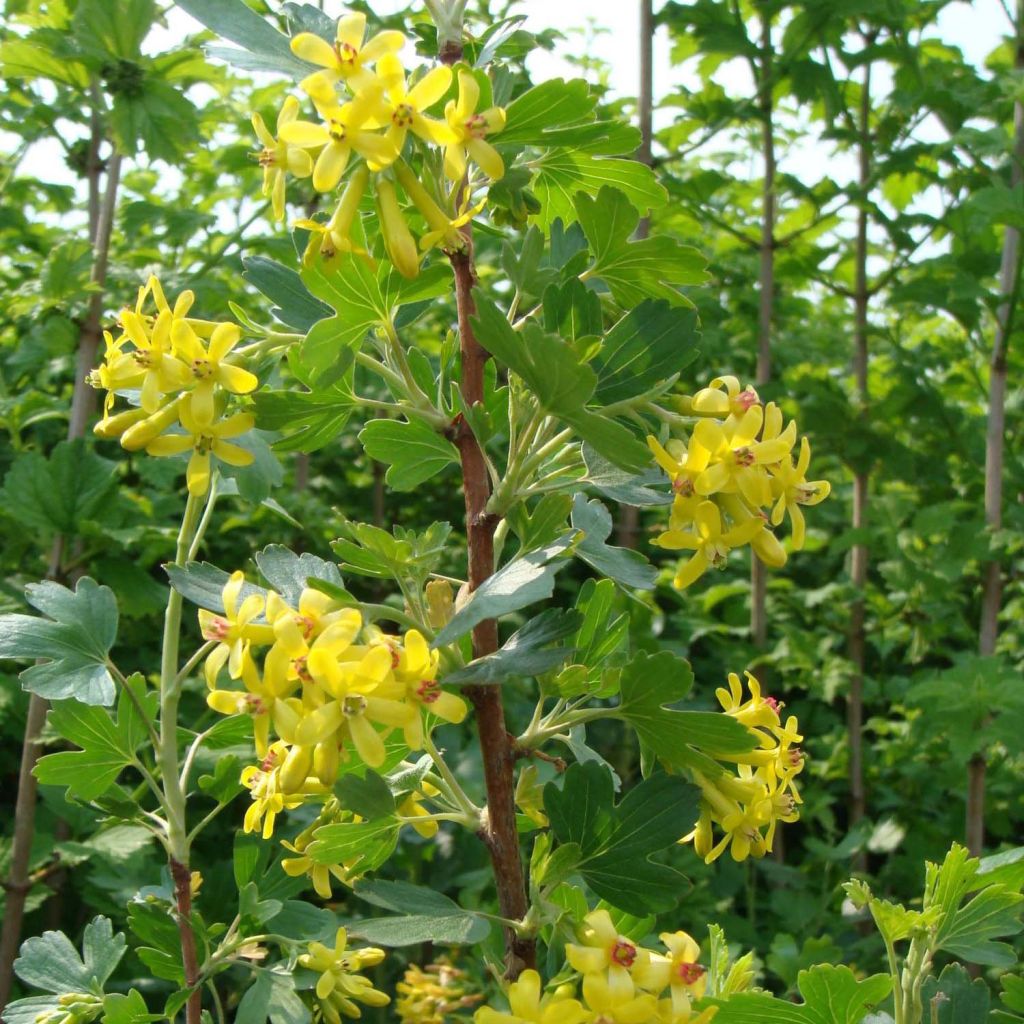 Ribes odoratum - Gele ribes