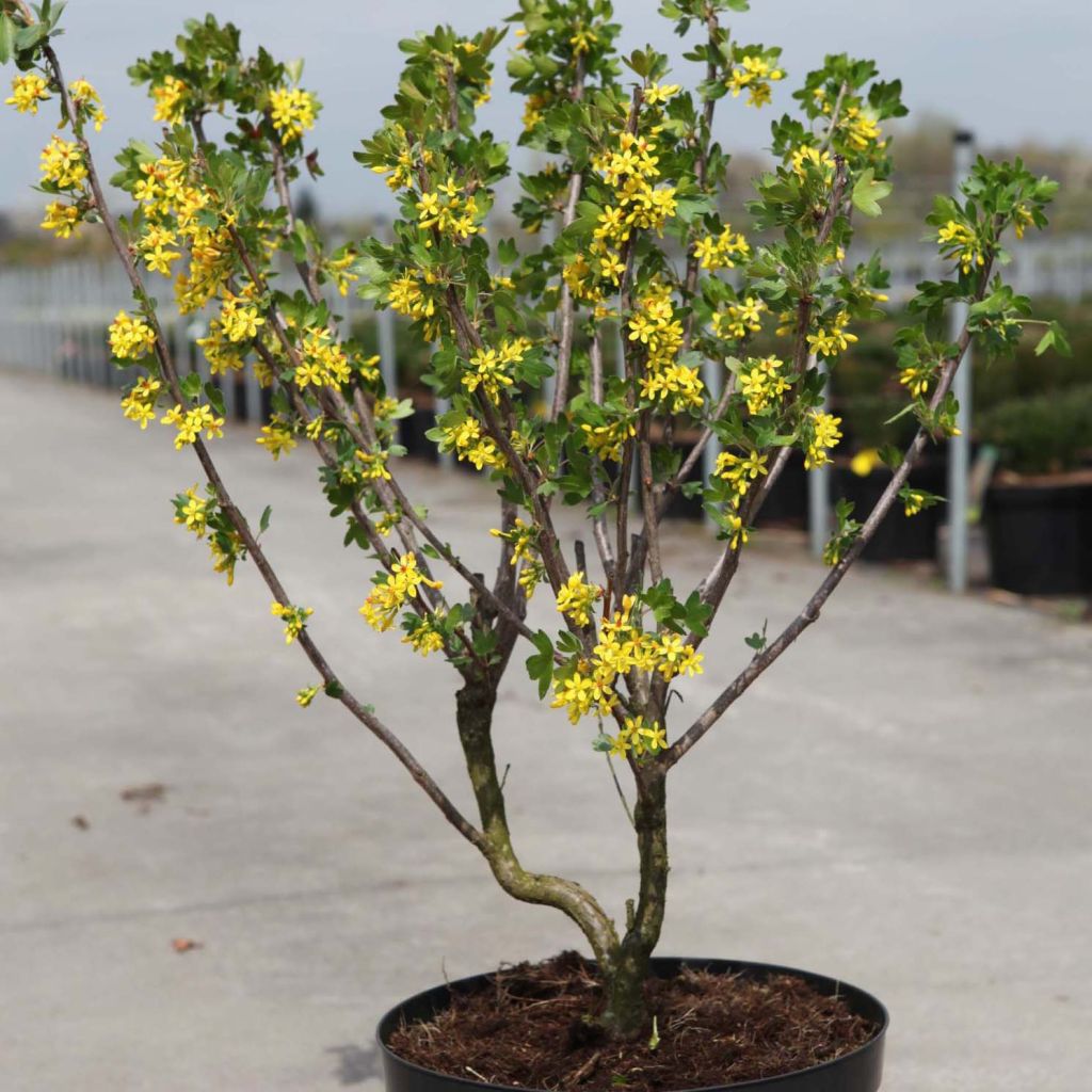 Ribes odoratum - Gele ribes