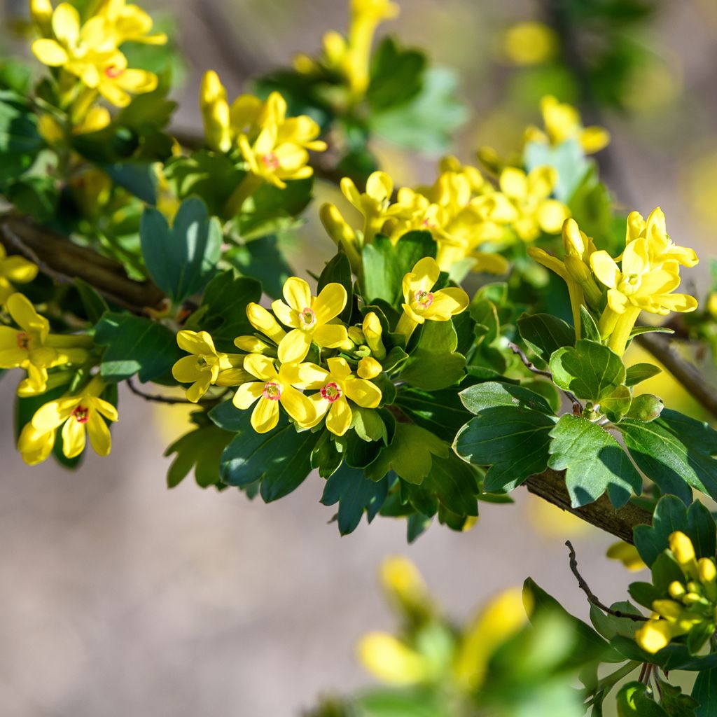 Ribes odoratum - Gele ribes