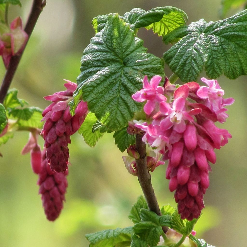 Ribes sanguineum - Rode ribes