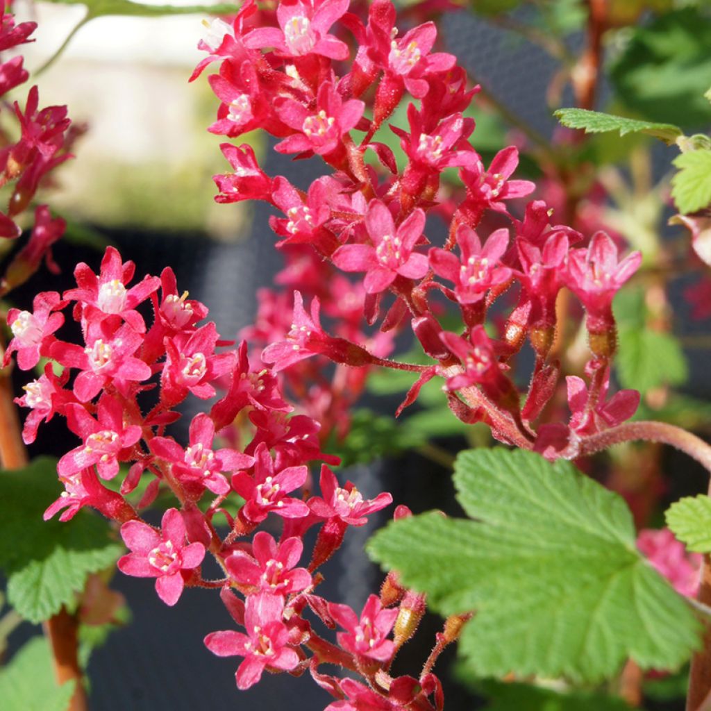 Ribes sanguineum Johannie PinkPomp - Rode ribes