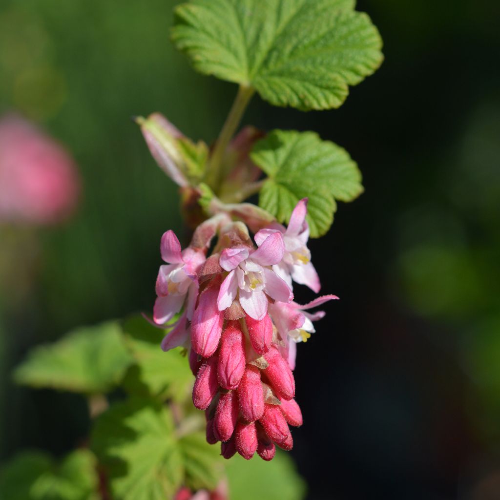 Ribes sanguineum King Edward VII - Rode ribes