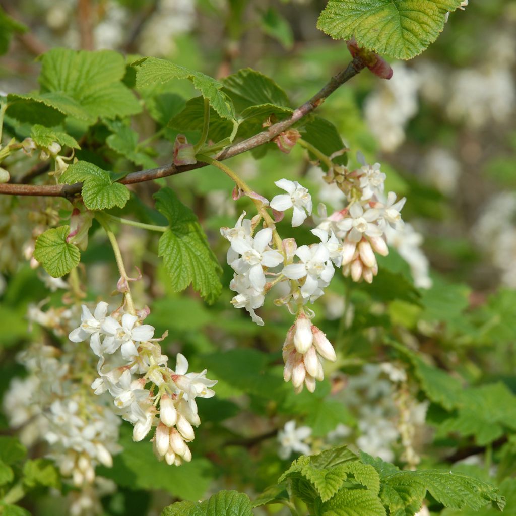 Ribes sanguineum White Icicle - Rode ribes