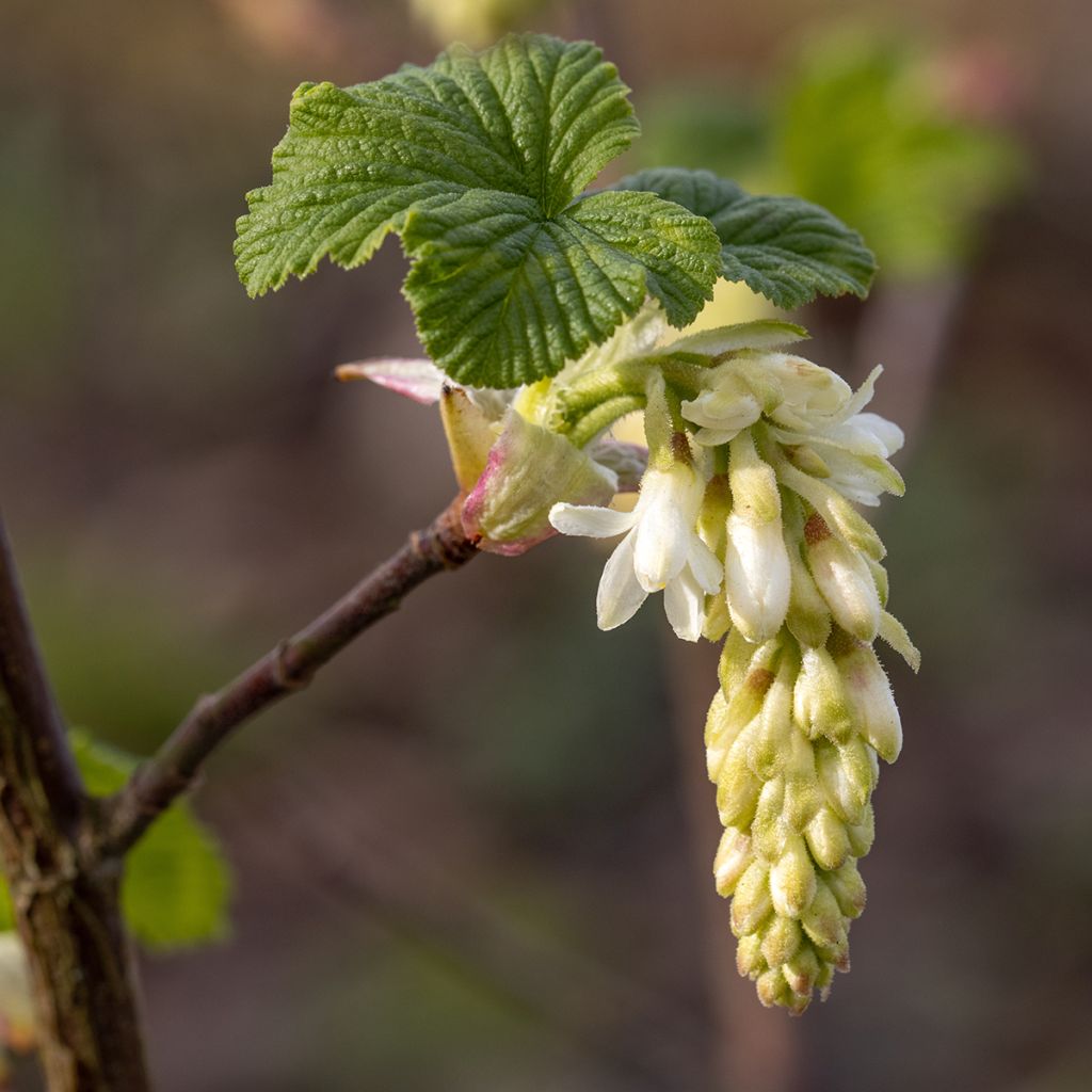 Ribes sanguineum White Icicle - Rode ribes