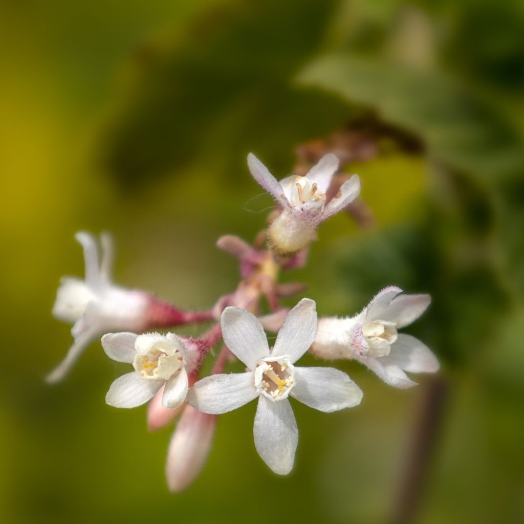 Ribes sanguineum White Icicle - Rode ribes