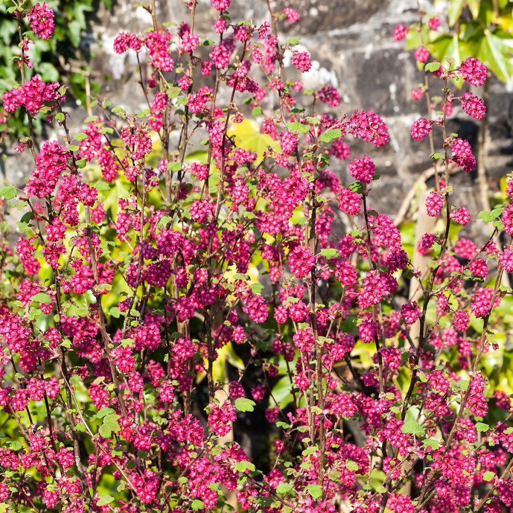 Ribes sanguineum Koja - Rode ribes