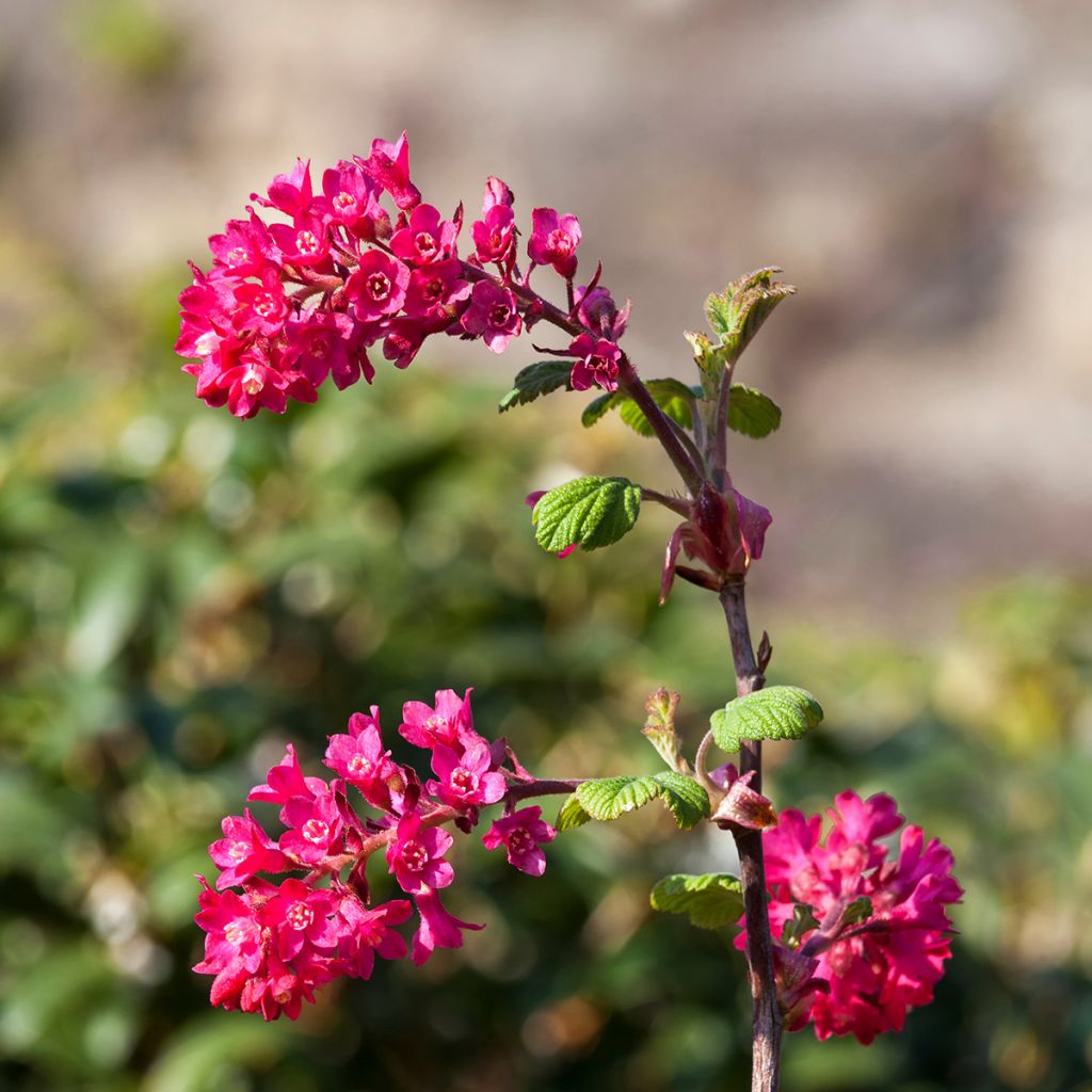 Ribes sanguineum Koja - Rode ribes