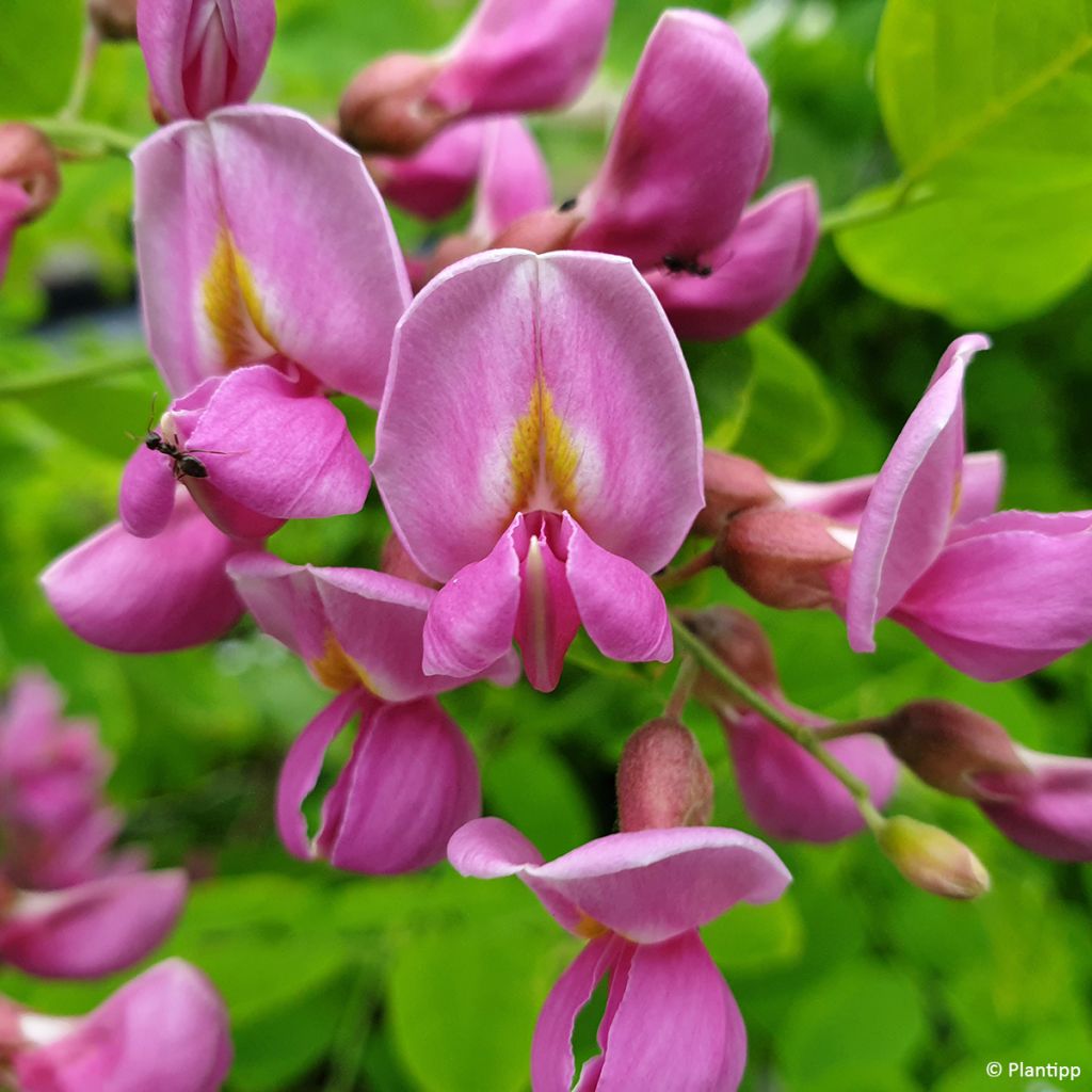 Robinia margaretta Georgia da Torino - Roze schijnacacia
