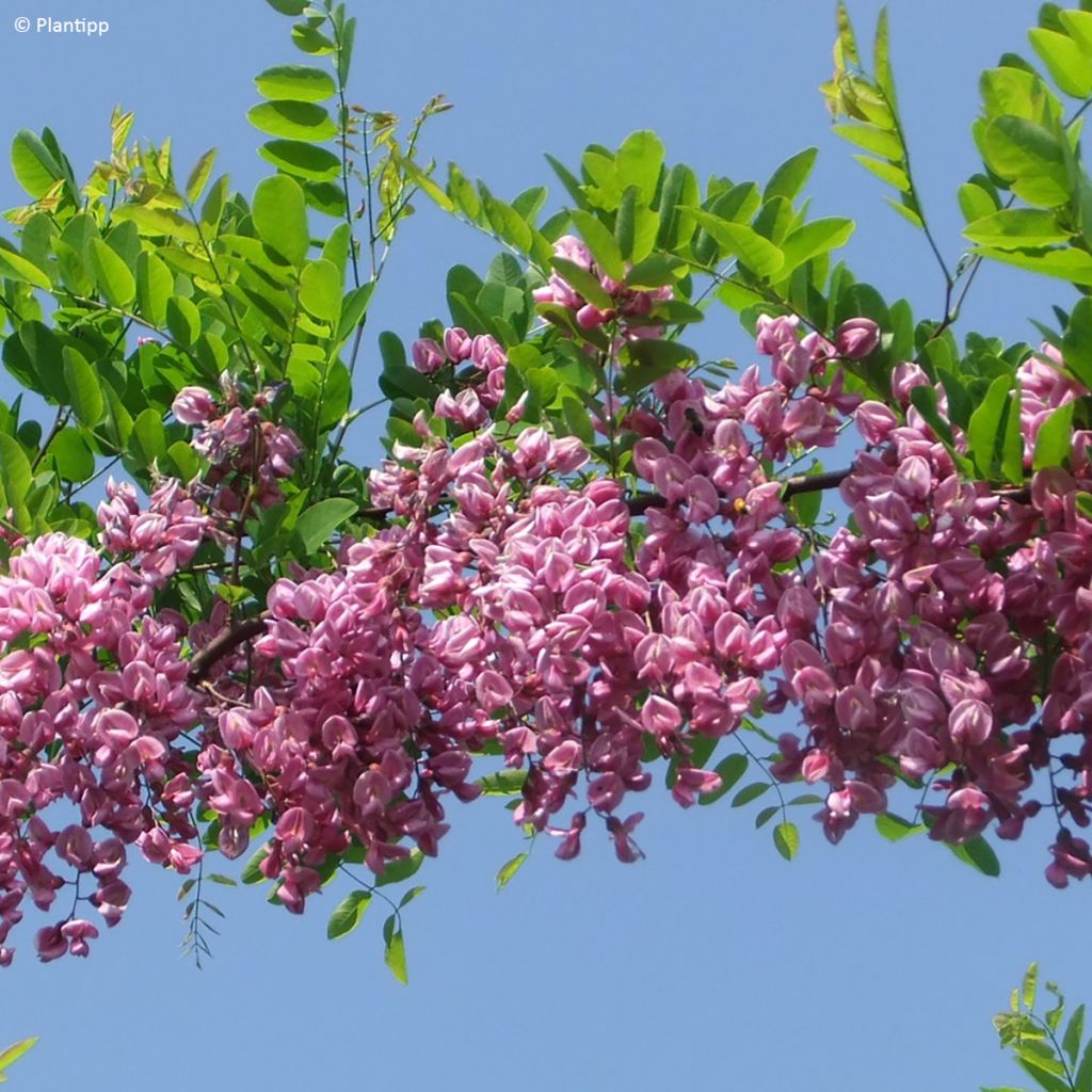 Robinia margaretta Georgia da Torino - Roze schijnacacia