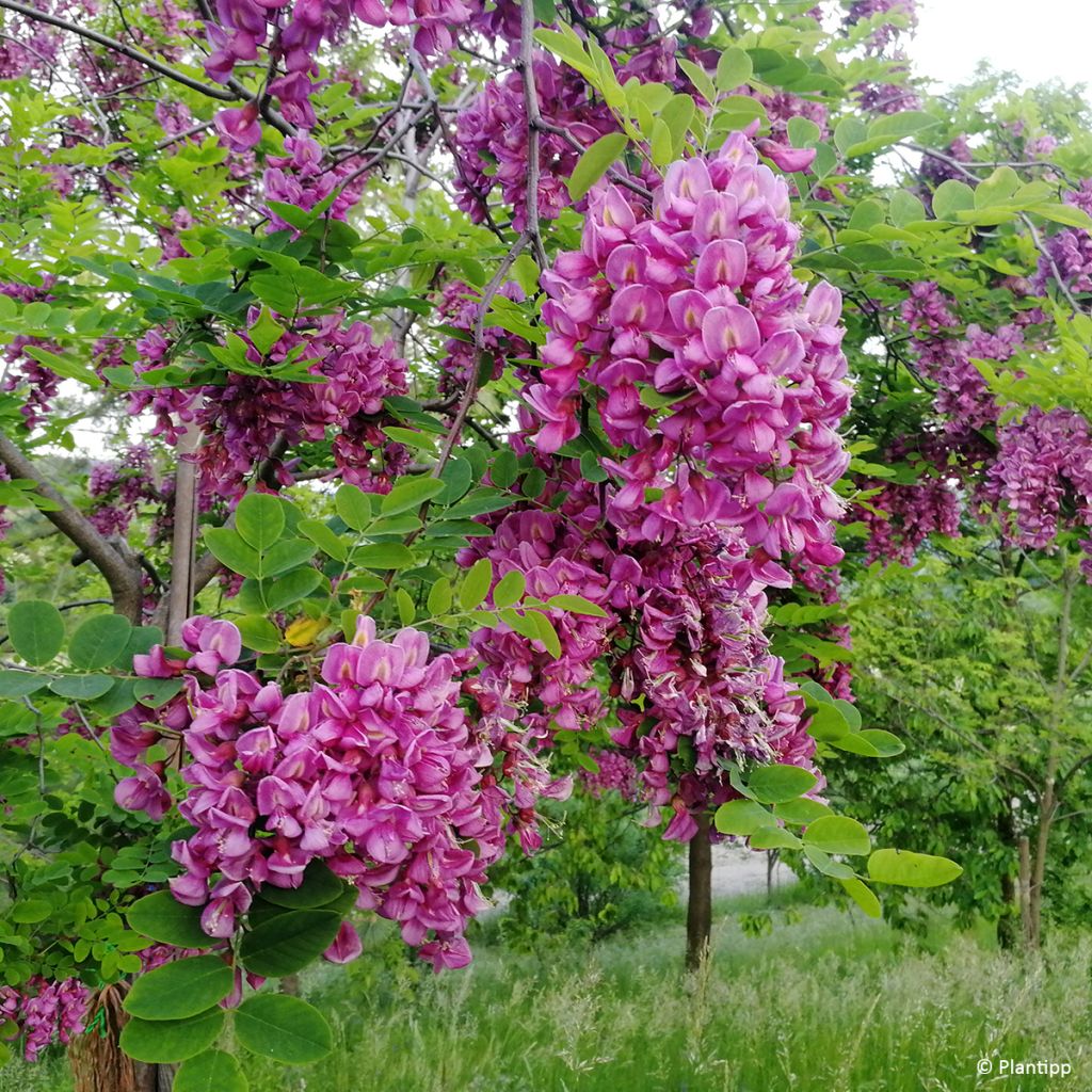 Robinia margaretta Georgia da Torino - Roze schijnacacia