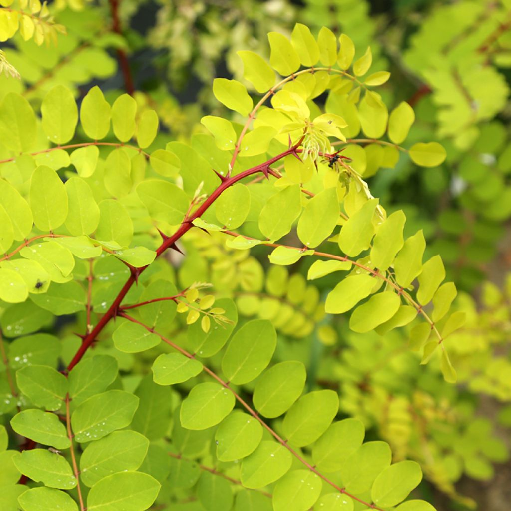 Robinia pseudoacacia Altdorf - Valse acacia