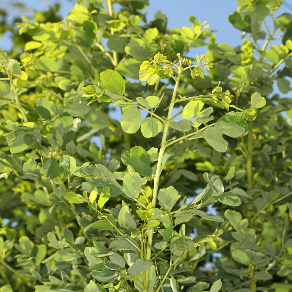 Robinia pseudoacacia Coluteoides - Valse acacia