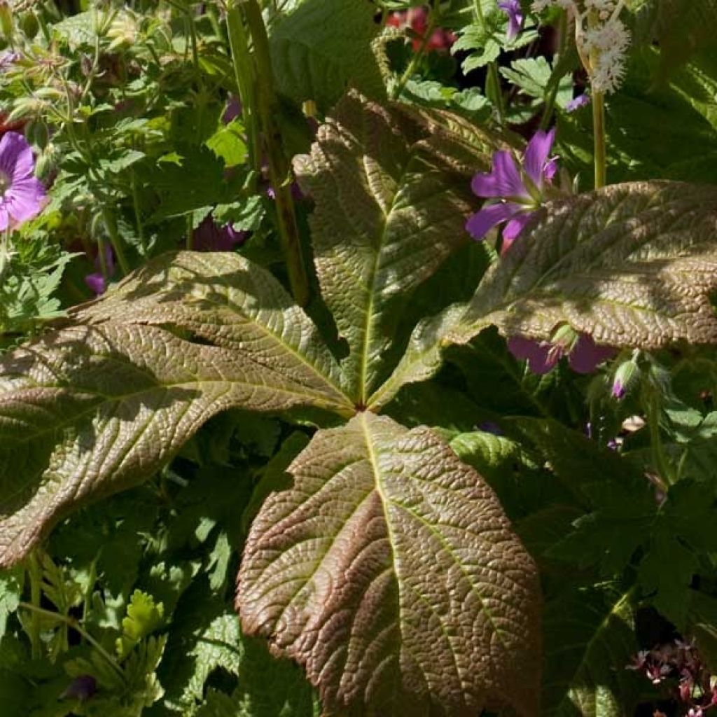 Rodgersia aesculifolia - Schout-bij-nacht