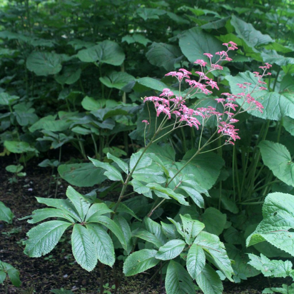Rodgersia pinnata Elegans - Schout-bij-nacht