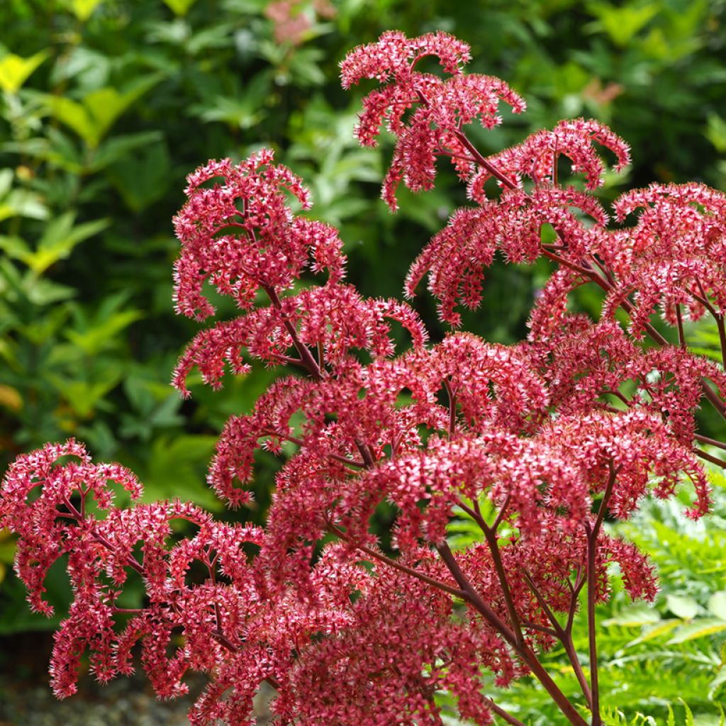 Rodgersia pinnata - Schout-bij-nacht