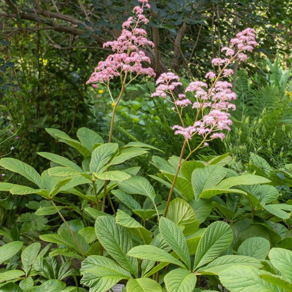 Rodgersia pinnata - Schout-bij-nacht