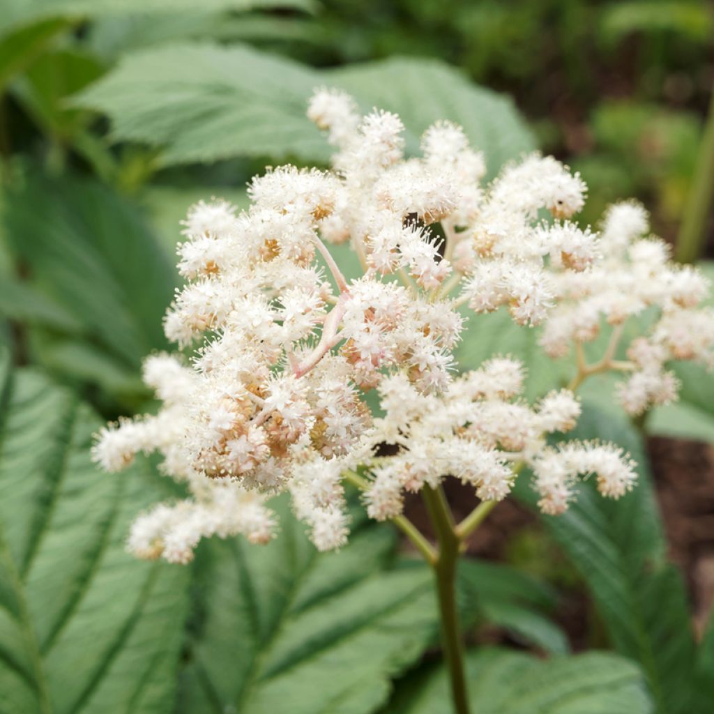 Rodgersia sambucifolia - Schout-bij-nacht