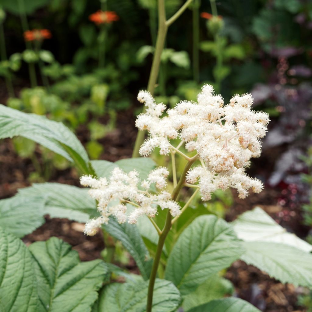 Rodgersia sambucifolia - Schout-bij-nacht