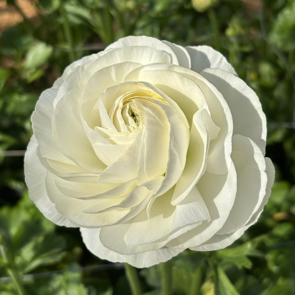 Ranunculus asiaticus Romance Courchevel - Perzische ranonkel
