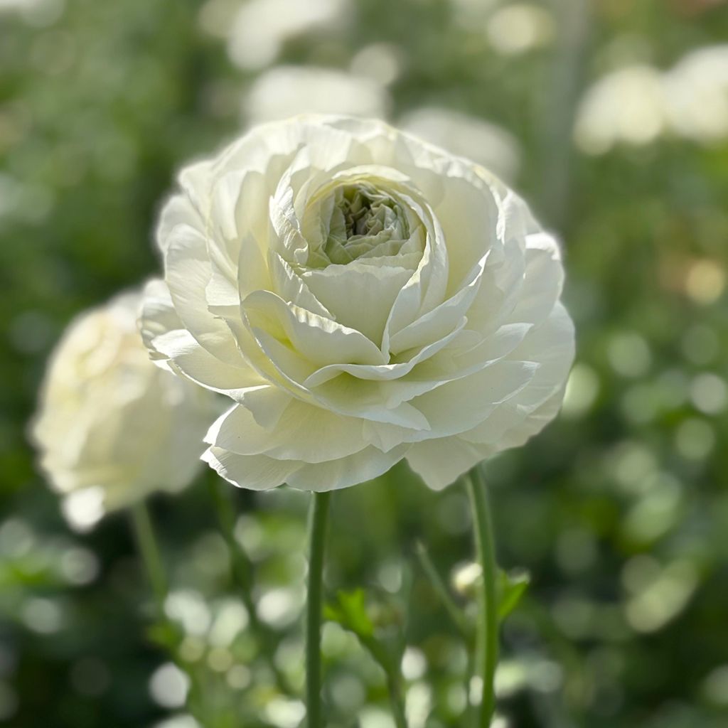 Ranunculus asiaticus Romance Montenvers - Perzische ranonkel