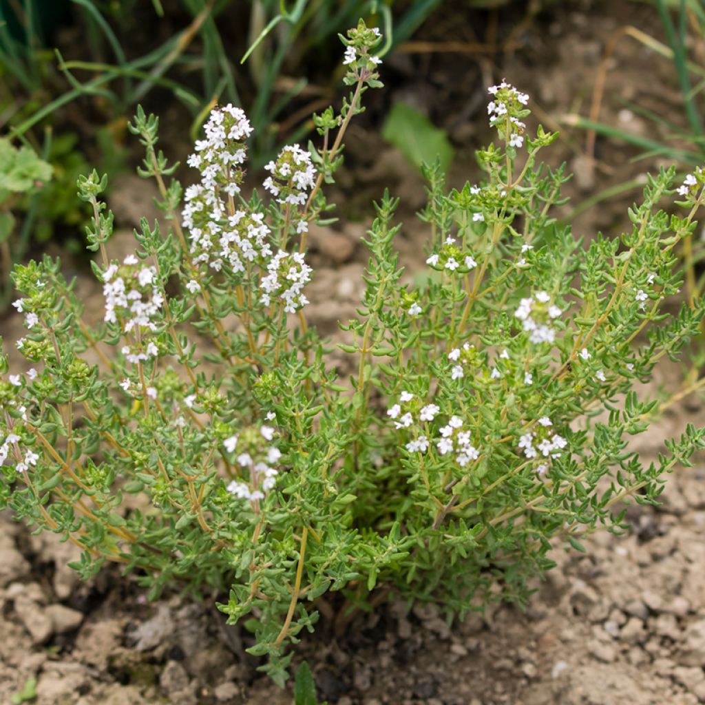 Rosmarinus officinalis Albiflorus - Rozemarijn