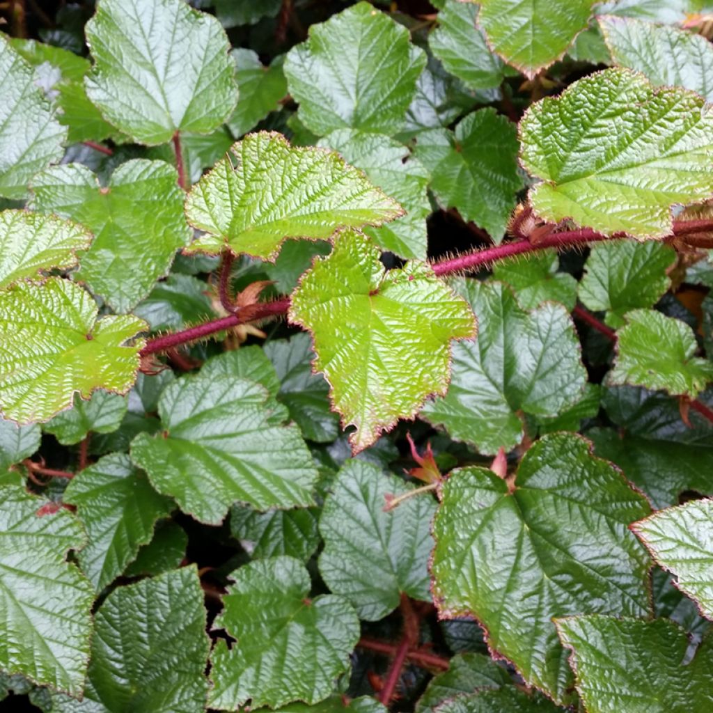 Rubus tricolor - Chinese braambes
