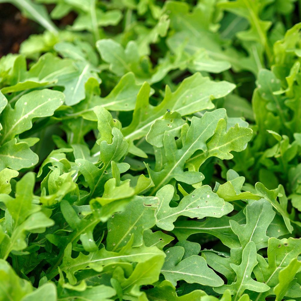 Wilde rucola Montana (zaad)