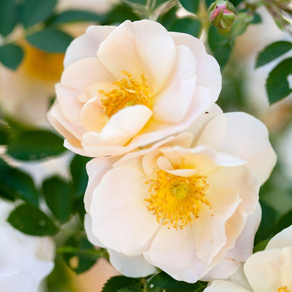 Rosa Above and Beyond - Klimroos