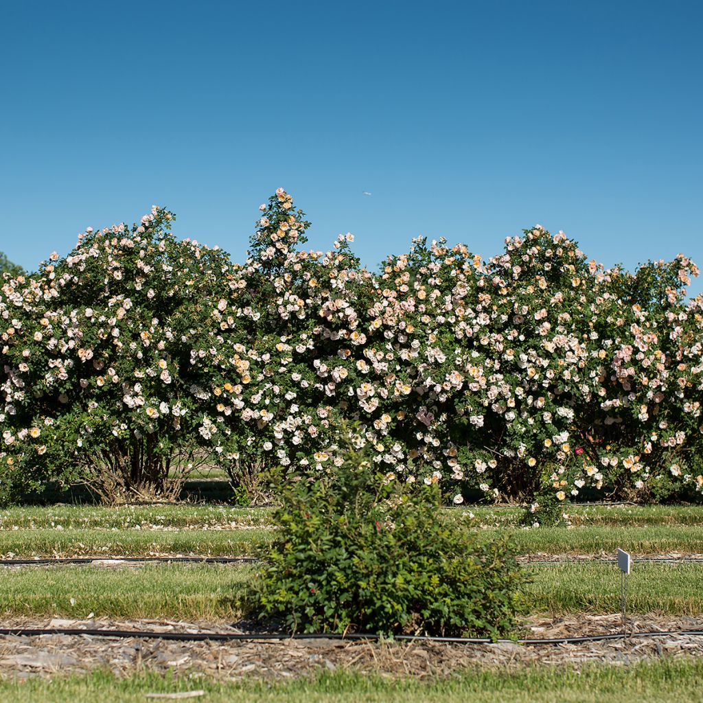Rosa Above and Beyond - Klimroos