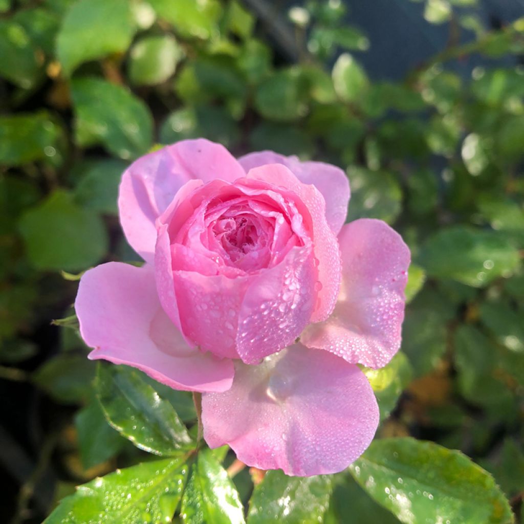 Rosa Larissa - Bodembedekkende roos