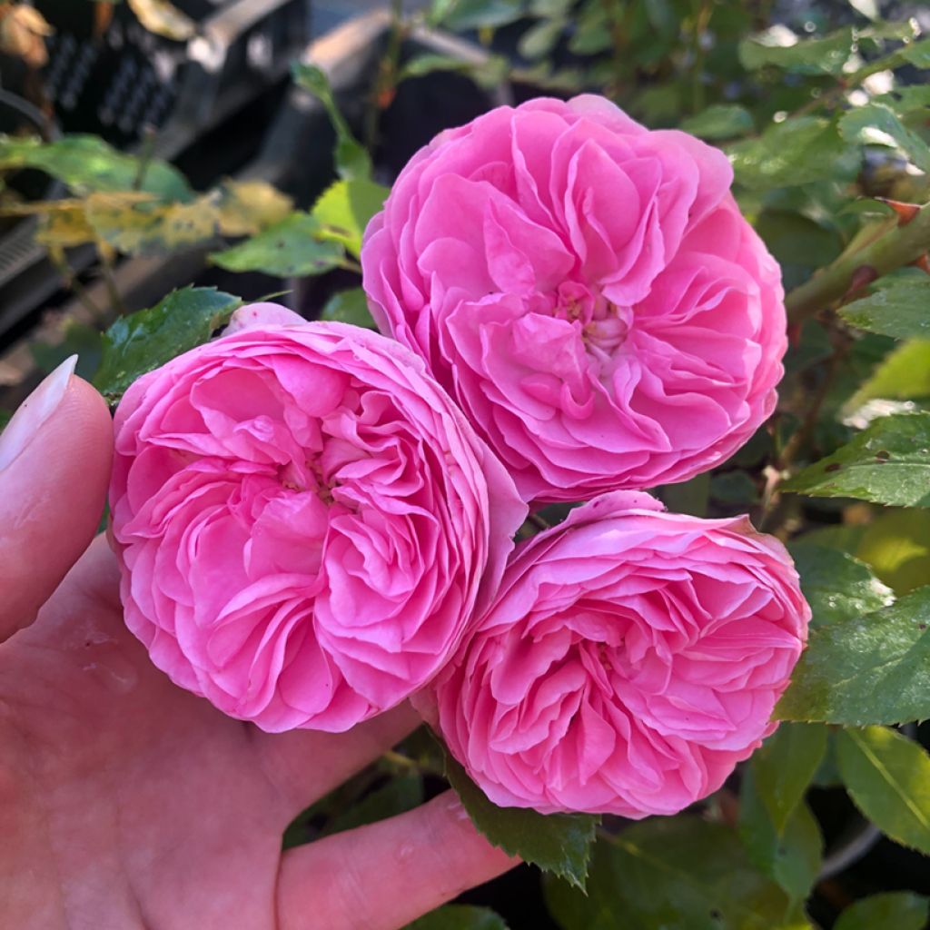 Rosa Larissa - Bodembedekkende roos