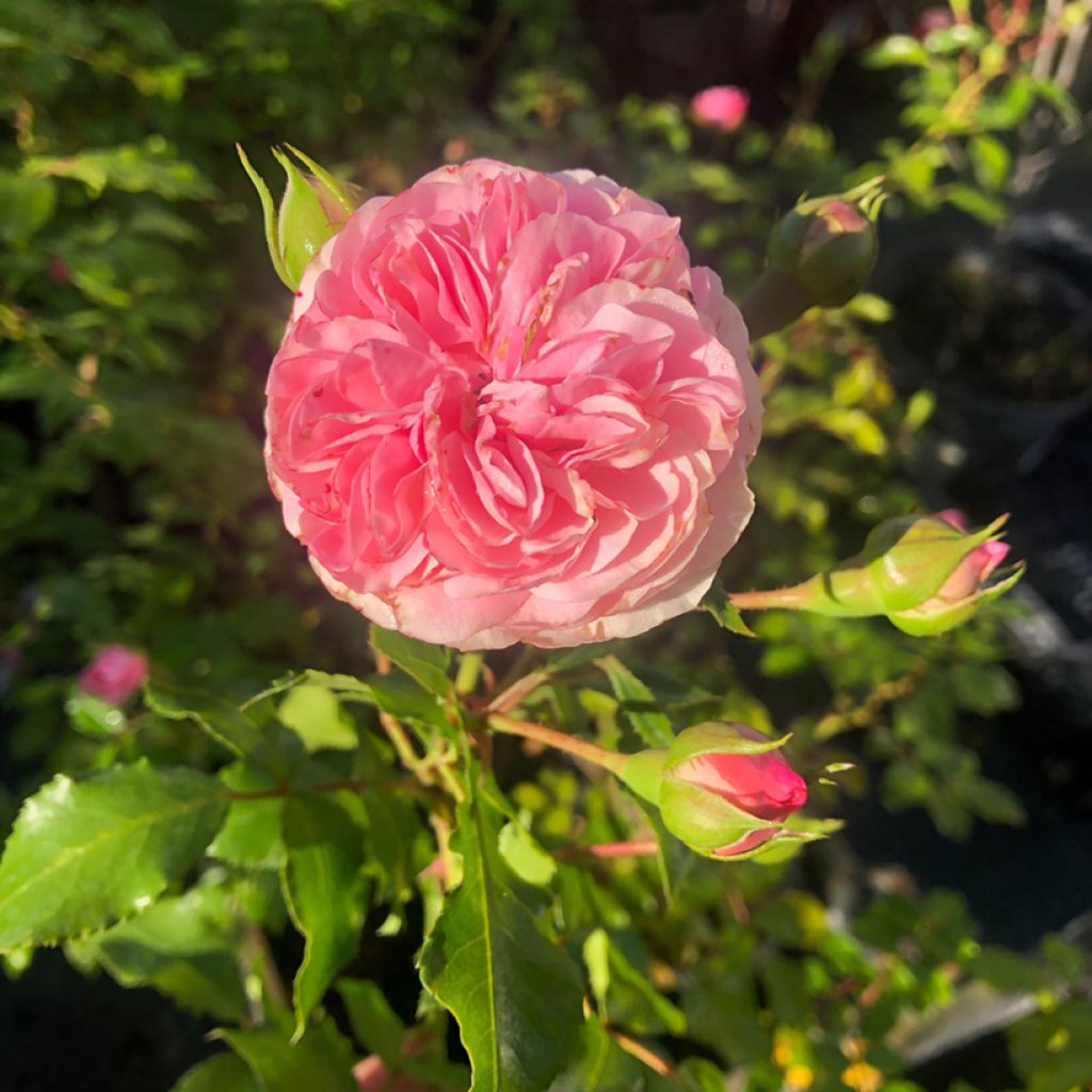 Rosa Larissa - Bodembedekkende roos