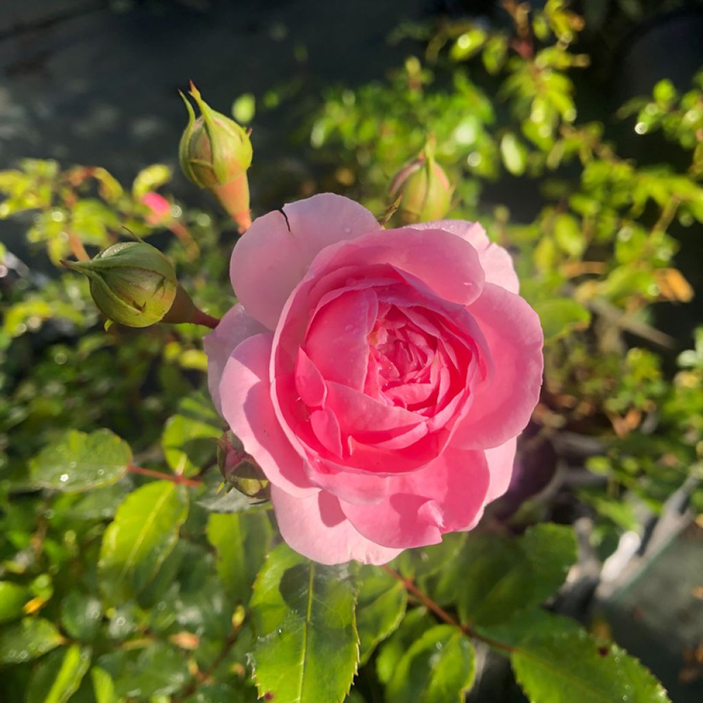 Rosa Larissa - Bodembedekkende roos