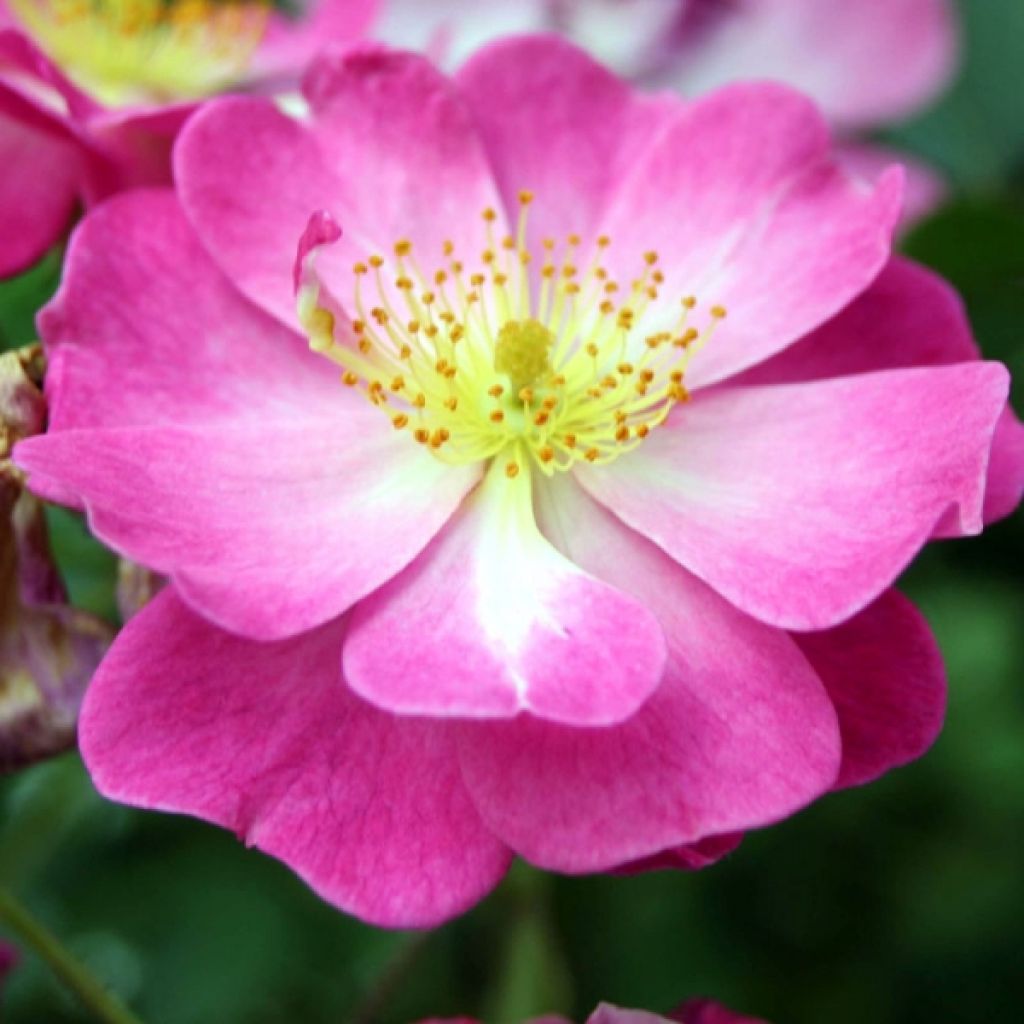 Rosa Lavender Dream - Bodembedekkende struikroos