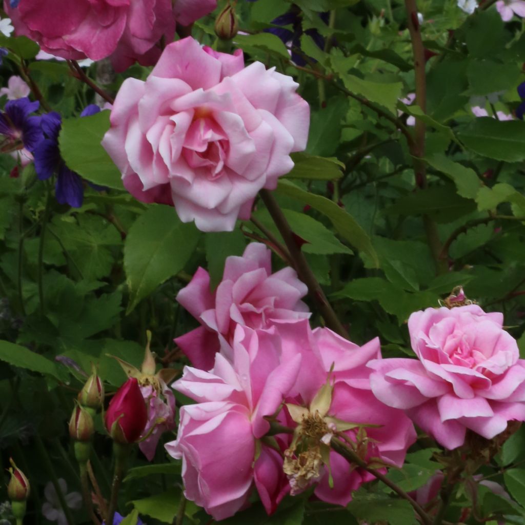 Rosa Old Blush - Historische roos