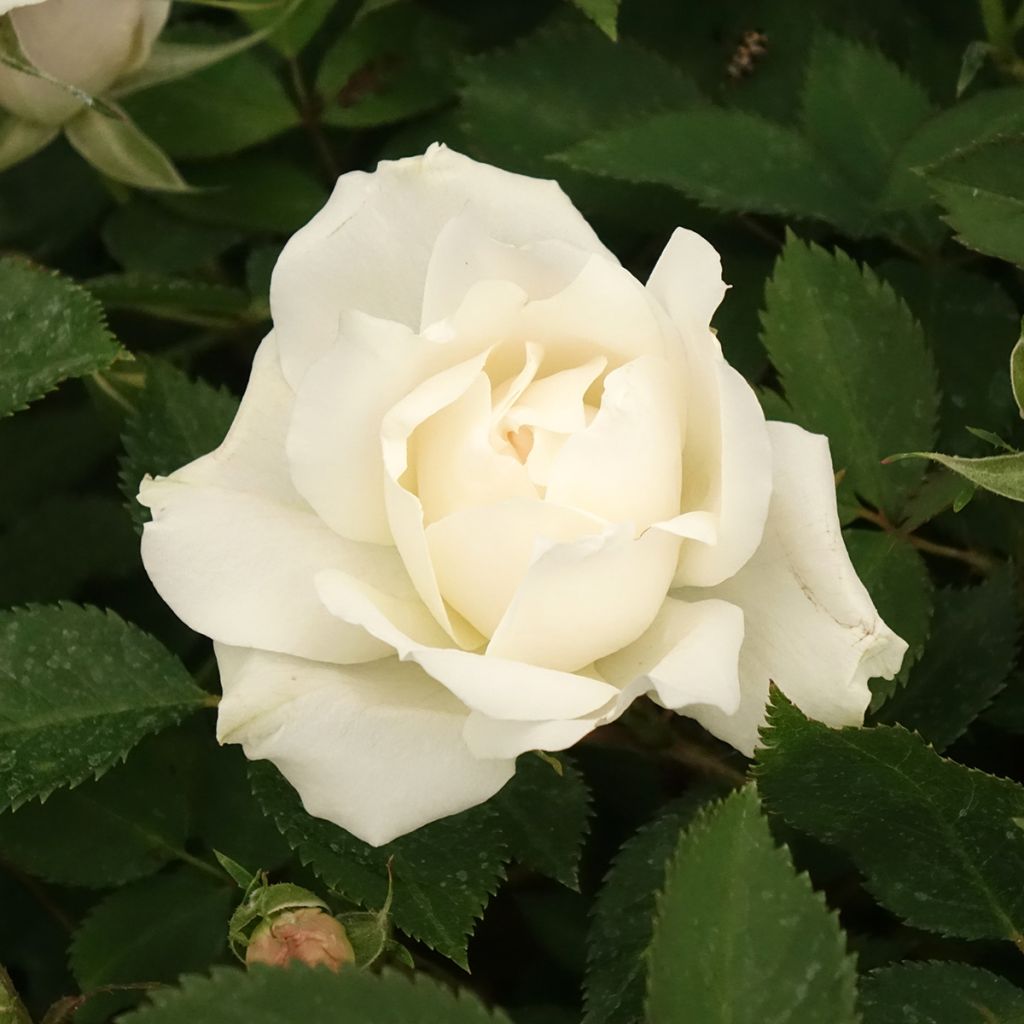 Rosa Crème Chantilly - Trosroos