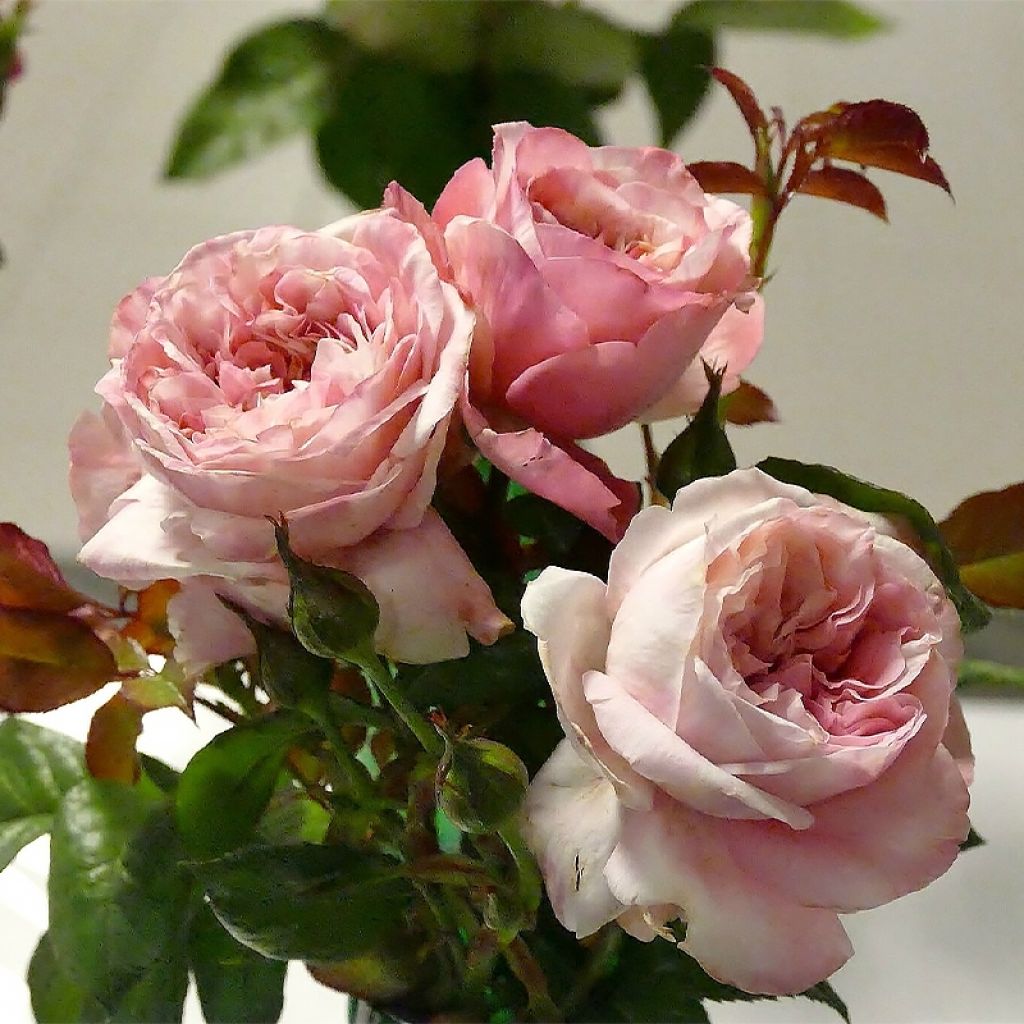 Rosa Mascaret - Trosroos